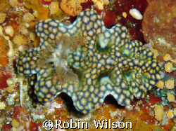 Netted Ceratosoma;taken with an Olympus stylus 400 @ Stev... by Robin Wilson 